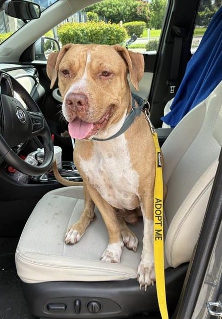 Photo of Doughboy, adoptable dog in Palmetto, Florida