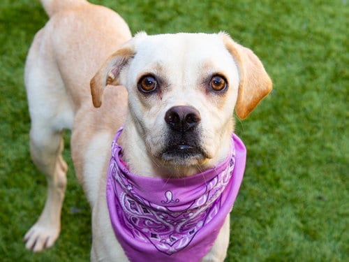 Photo of Rachel, adoptable Pug in Moreno Valley, California