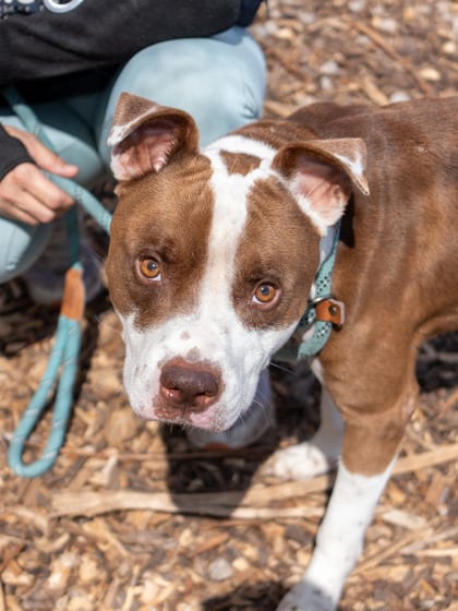 Photo of Karate, adoptable dog in Chamblee, Georgia