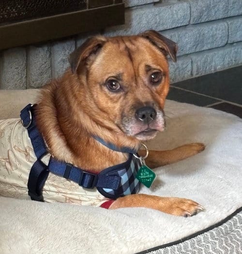 Photo of Peanut, adoptable Chihuahua in Clarkston, Michigan