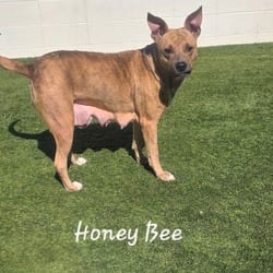 Photo of Honey Bee 5296, adoptable Mixed Breed (Medium) in Loxahatchee, Florida