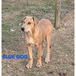 Photo of Blue, adoptable Redbone Coonhound Black Mouth Cur in Melbourne, Arkansas