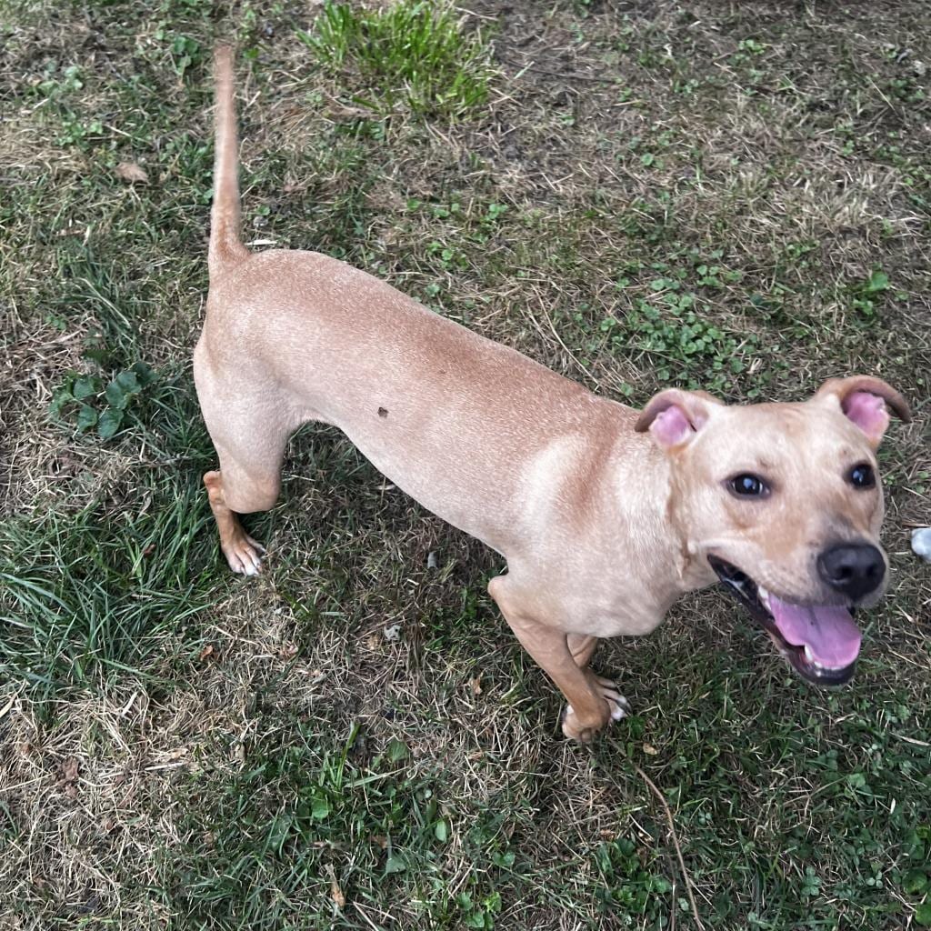 Photo of Magen, adoptable Mixed Breed (Medium) in St. Louis, Missouri