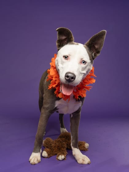 Photo of Tommy Rudford, adoptable dog in Atlanta, Georgia