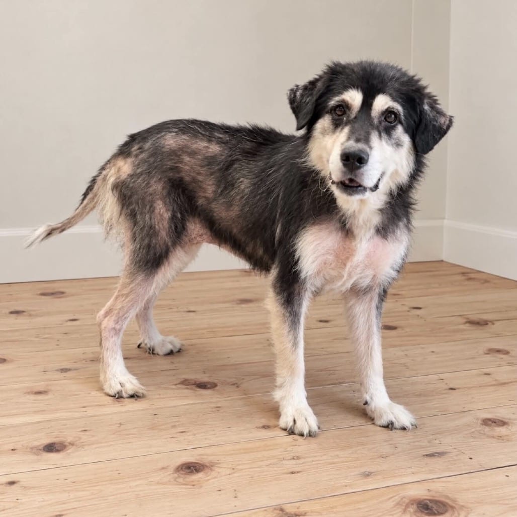 Photo of Willow, adoptable Mixed Breed (Medium) in Ohio, Ohio