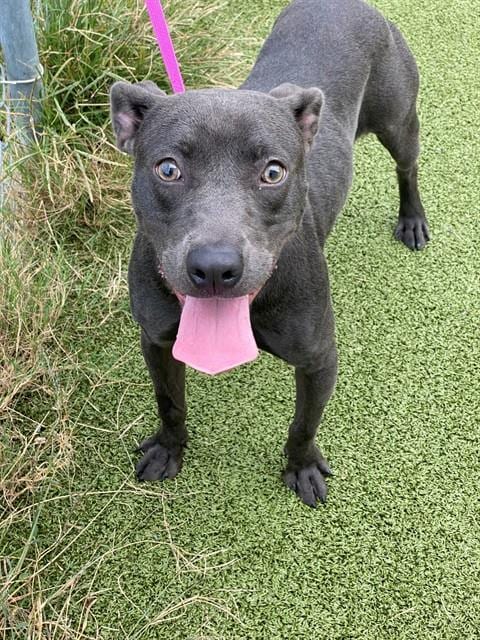 Photo of Bambi, adoptable Pit Bull Terrier in Fayetteville, North Carolina