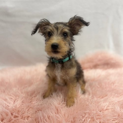 Photo of Bubbles: Prosecco, adoptable Yorkshire Terrier Yorkie in Romoland, California