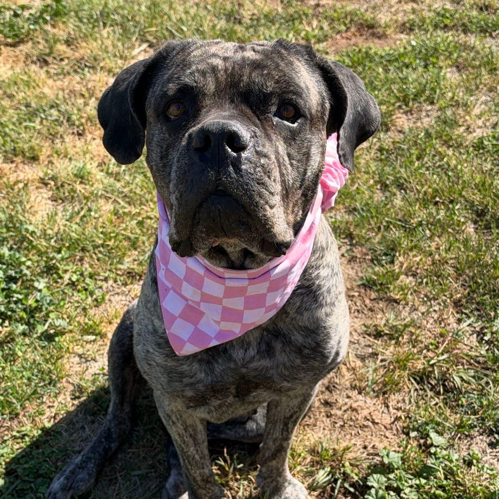 Photo of Winona, adoptable Mastiff / Mastiff, Cane Corso in California, California