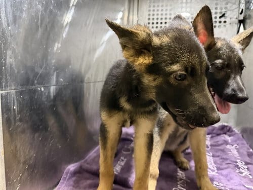 Photo of Layde, adoptable German Shepherd Dog in Garland, Texas