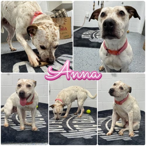 Photo of Anna, adoptable American Staffordshire Terrier in Pierceton, Indiana