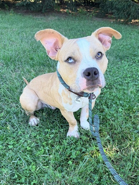 Photo of Ben, adoptable Pit Bull Terrier in Forestville, Maryland