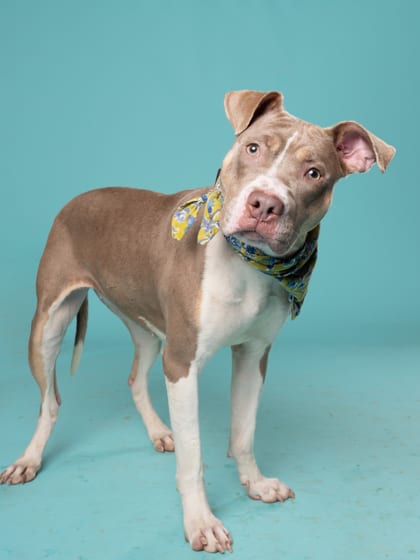 Photo of Doot Snoot, adoptable dog in Atlanta, Georgia