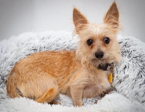 Photo of Sammy, adoptable Yorkshire Terrier Yorkie in Vancouver, Washington