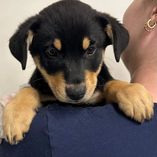 Photo of Duke, adoptable Unknown breed in Rancho Santa Fe, California