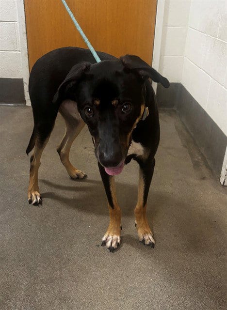 Photo of Otis, adoptable Border Collie in Forestville, Maryland