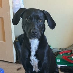 Photo of Reece, adoptable Labrador Retriever Mixed Breed (Large) in New York City, New York