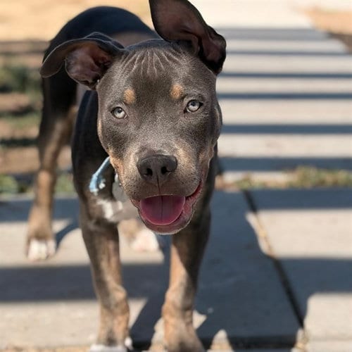 Photo of Wilbur, adoptable Pit Bull Terrier in Aurora, Colorado