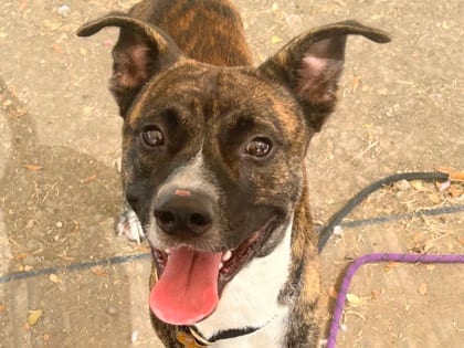 Photo of Jax, adoptable dog in Georgetown, Texas