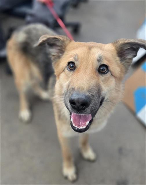 Photo of Foxi, adoptable Mixed Breed
