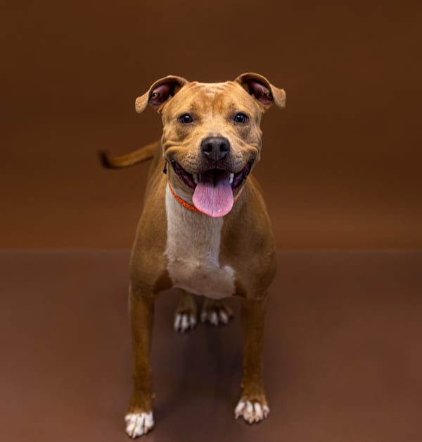 Photo of Panini, adoptable Pit Bull cross in Lawrenceville, Georgia