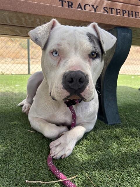 Photo of Roxy, adoptable American Staffordshire Terrier in Castaic, California