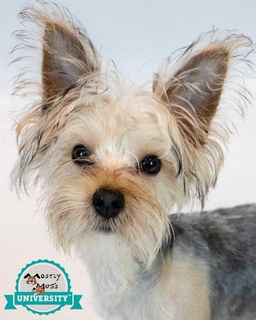Photo of Samantha, adoptable Yorkshire Terrier Yorkie in Kennesaw, Georgia