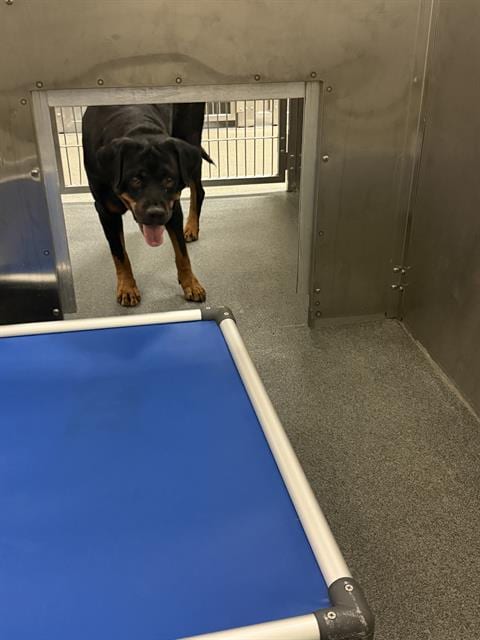 Photo of Ava, adoptable Rottweiler in Dallas, Texas