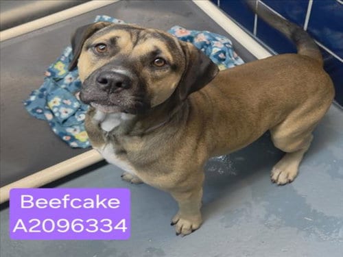 Photo of Beefcake, adoptable Mastiff in Houston, Texas