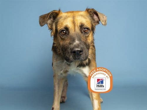 Photo of Jacob, adoptable German Shepherd Dog in Phoenix, Arizona
