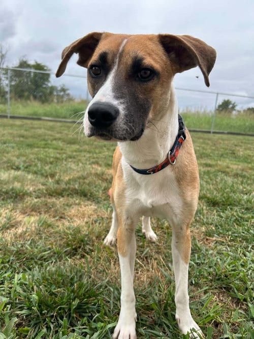 Photo of O'Reilly, adoptable Feist in Steeleville, Illinois