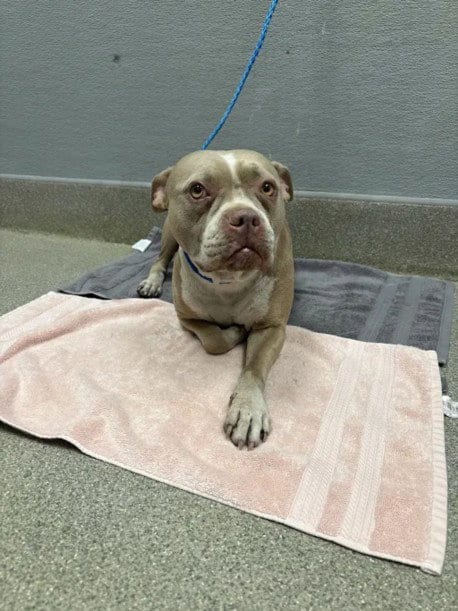 Photo of Persphone, adoptable Pit Bull Terrier in Las Vegas, Nevada