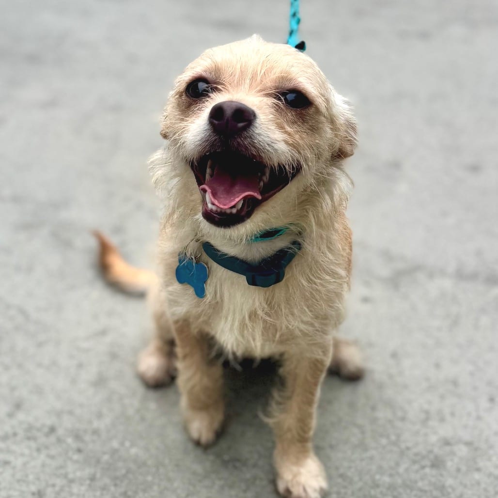 Photo of Olive - Costa Mesa Location, adoptable Terrier
