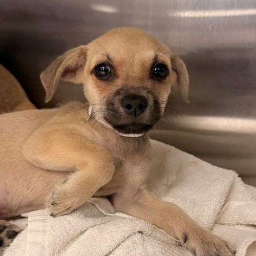 Photo of Colin, adoptable Unknown breed in Rancho Santa Fe, California