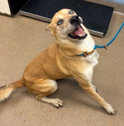 Photo of Lloyd, adoptable dog in Chamblee, Georgia
