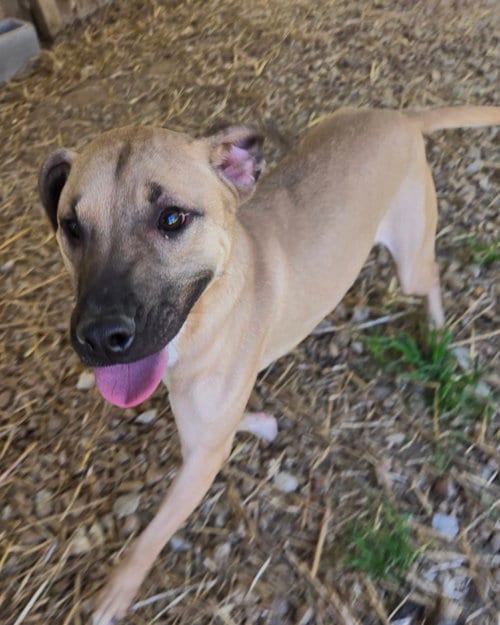 Photo of Keone, adoptable Black Mouth Cur in Jackson, Mississippi