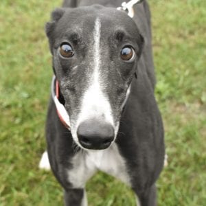 Photo of Skippy Da Doo Da, adoptable Greyhound in Grandville, Michigan