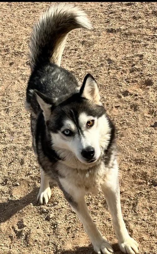 Photo of Kaya, adoptable Husky in Chandler, Arizona