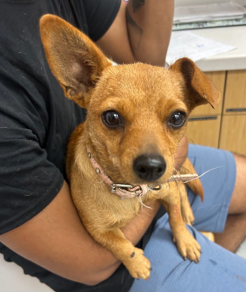 Photo of Agnes, adoptable Chihuahua in Hartsville, South Carolina