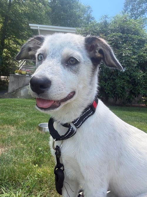 Photo of Diana (D Pups), adoptable Great Pyrenees in Brewster, New York
