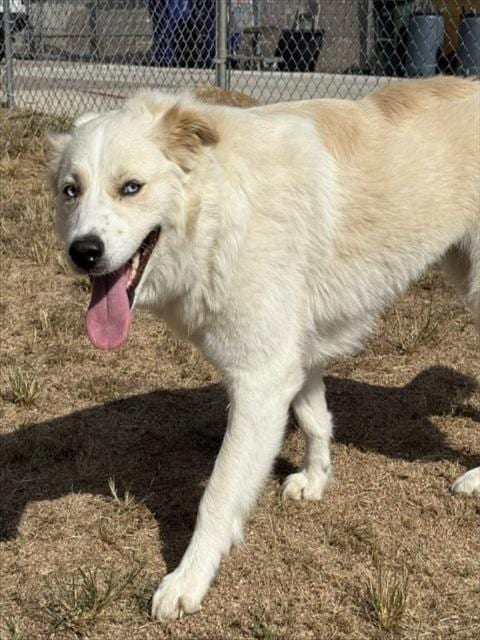 Photo of Elphie, adoptable Great Pyrenees in Killeen, Texas