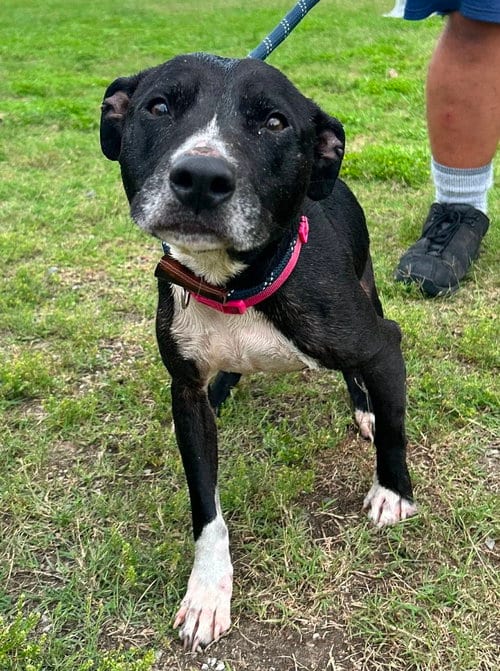 Photo of Kiva, adoptable Terrier in Abbeville, Louisiana