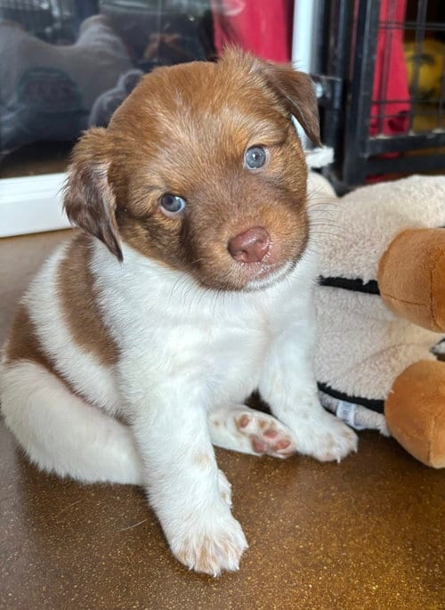 Photo of Ramsey, adoptable Australian Shepherd in Phoenix, Arizona
