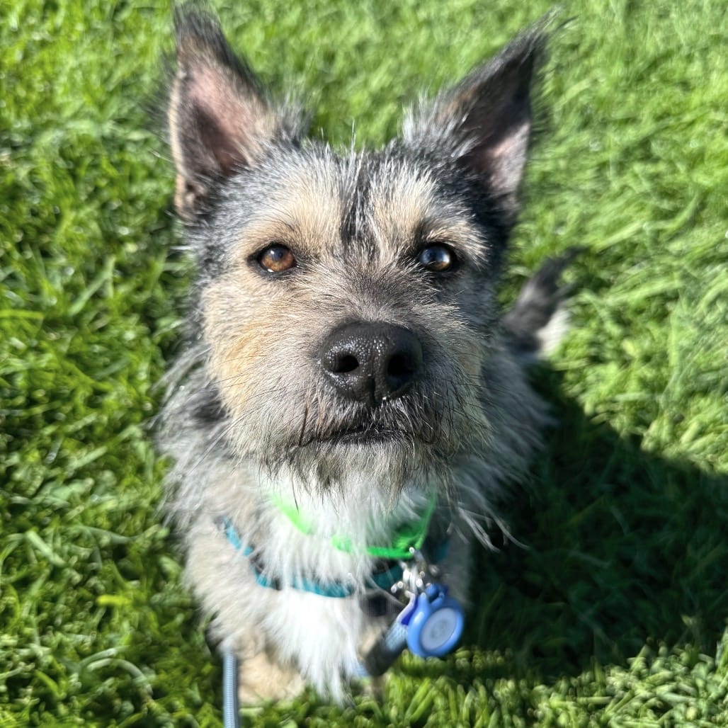 Photo of Henry, adoptable Terrier / Mixed Breed (Small) in San Francisco, California