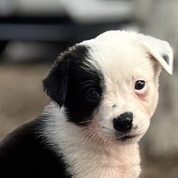 Photo of Swag, adoptable Blue Heeler in Valley Glen, California
