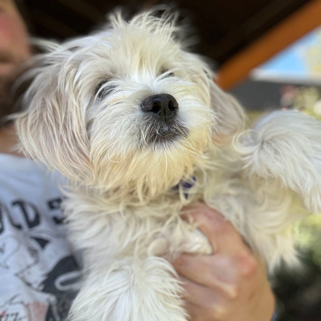 Photo of Kylo, adoptable Mixed Breed (Small) in San Francisco, California
