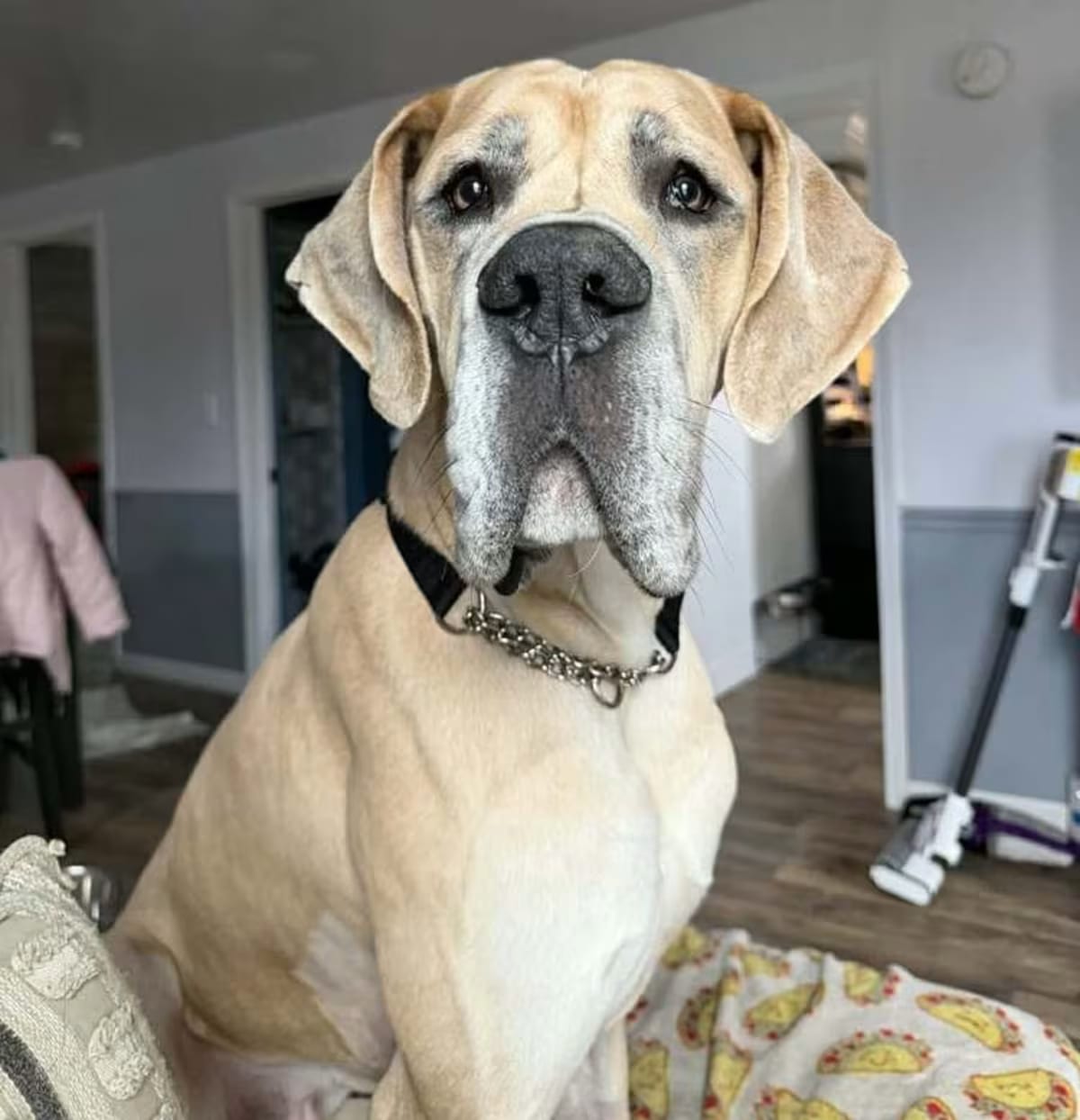 Photo of Arlo, adoptable Great Dane in Wolcott, Connecticut