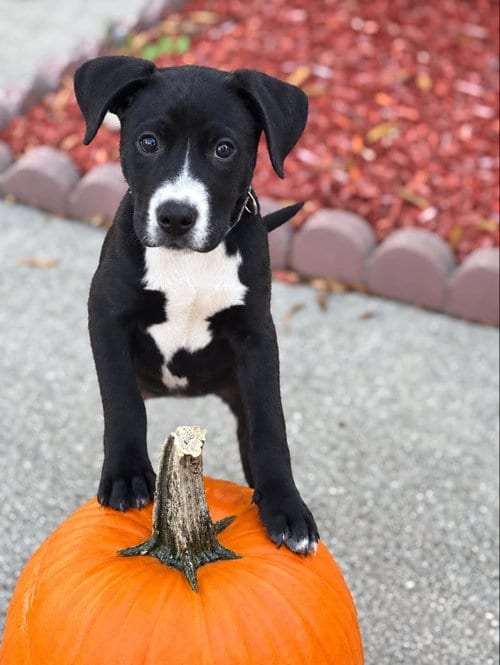 Photo of Hershey - Candy Litter (Trixie mom), adoptable Terrier in Holly Springs, North Carolina