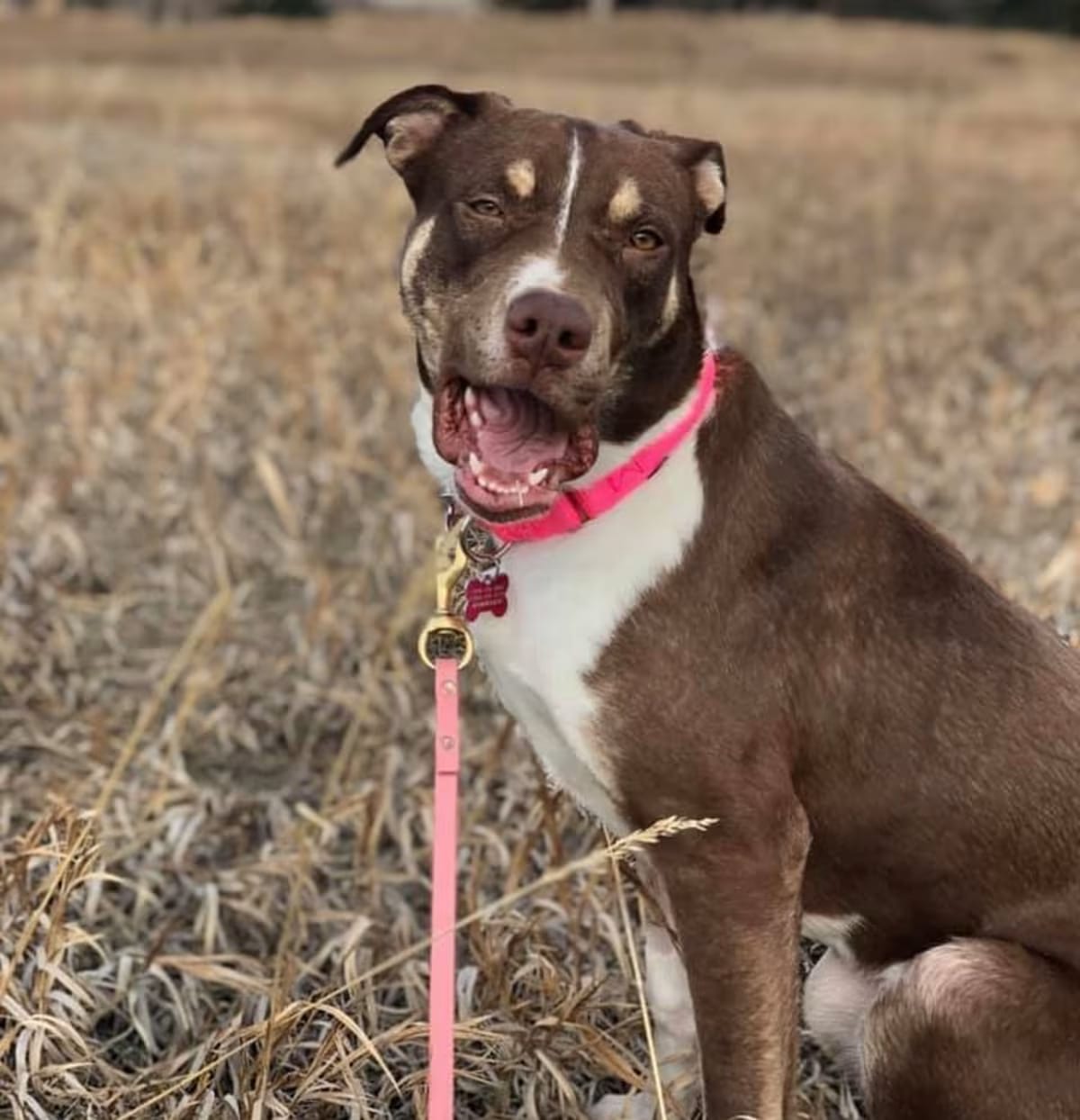 Photo of Twiggy, adoptable Doberman Pinscher in Littleton, Colorado
