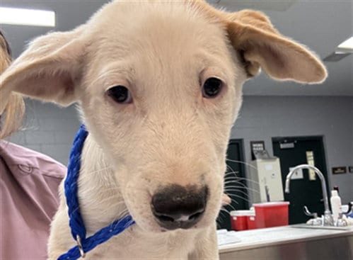 Photo of Justin, adoptable Labrador Retriever in Riverside, California