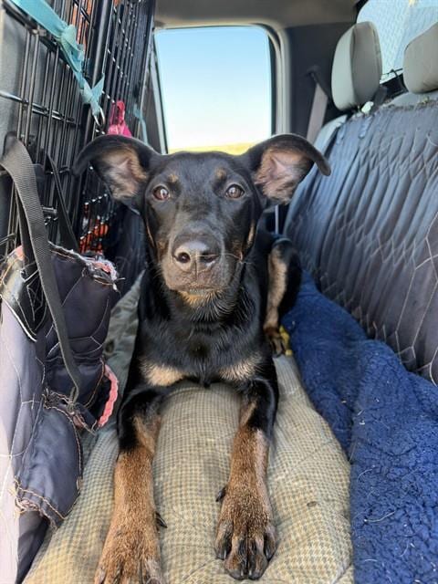 Photo of Melanie, adoptable Doberman Pinscher in Casper, Wyoming